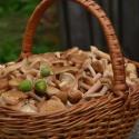 Простые рецепты маринования грибов на зиму
